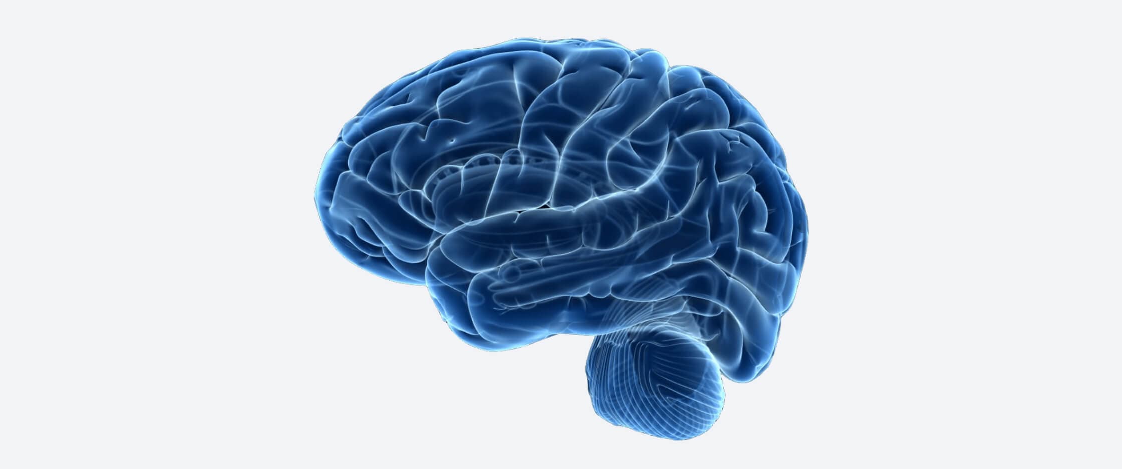 large blue see through human brain
